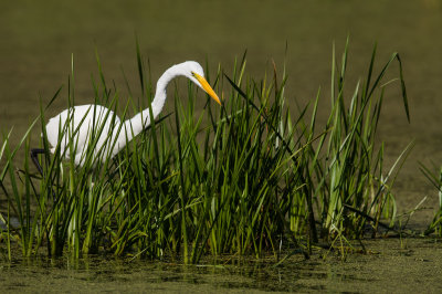 Grande aigrette -- Great Egret