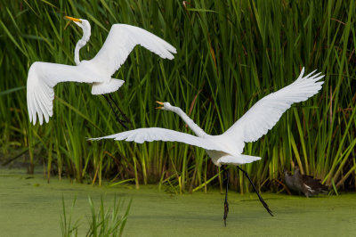 Grande aigrette -- Great Egret