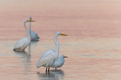 Grande aigrette et aigrette neigeuse -- Great Egret and Snowy Egret