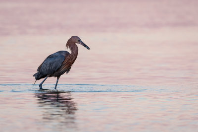 Aigrette roussātre -- Reddish Egret
