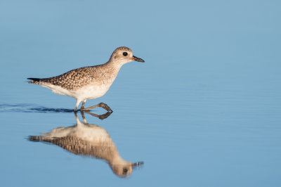 Pluvier argenté -- Grey Plover