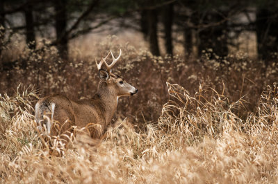 Cerf de Virginie -- White-tail Deer
