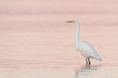 Grande aigrette -- Great Egret