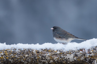 Junco ardois -- Dark-eyed Junco