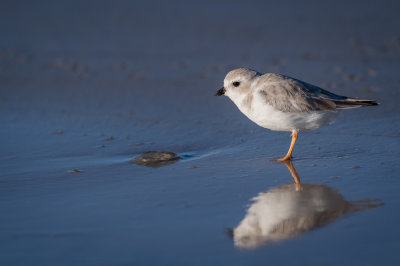Pluvier siffleur -- Piping Plover