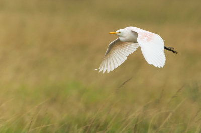 Hron garde-boeuf -- Cattle Egret
