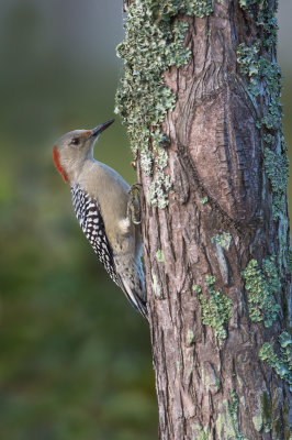 Pic  ventre roux -- Red-bellied woodpecker