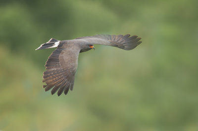 Milan des marais -- Snail kite