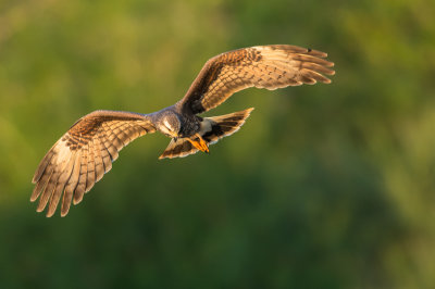 Milan des marais -- Snail kite