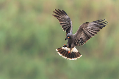 Milan des marais -- Snail kite