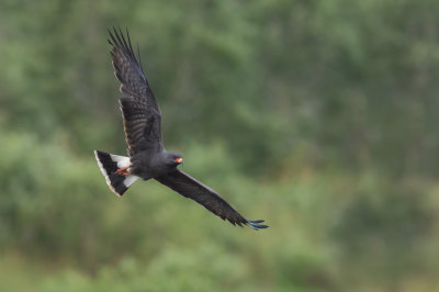Milan des marais -- Snail kite