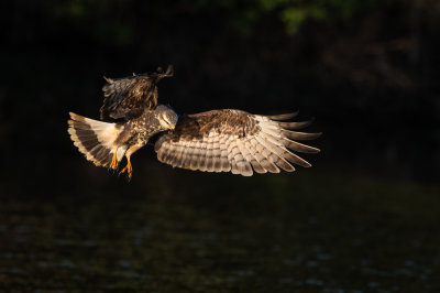 Milan des marais -- Snail kite