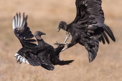 Urubu noir -- Black vulture