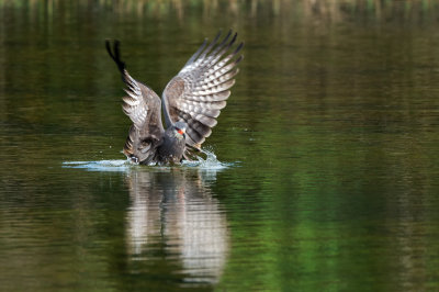 Milan des marais -- Snail kite