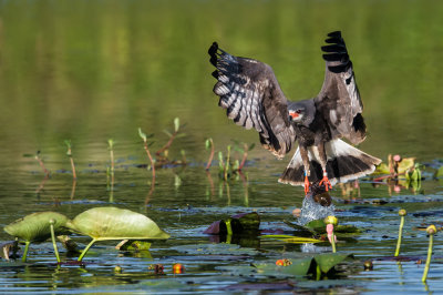 Milan des marais -- Snail kite