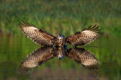 Milan des marais -- Snail kite