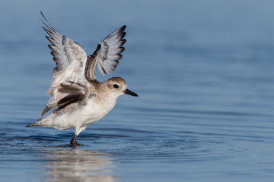 Pluvier argenté -- Grey Plover