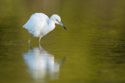 Aigrette bleue, juvnile  -- Little Blue Heron, juvenile