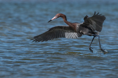 Aigrette roussātre -- Reddish Egret
