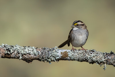 Bruant  gorge blanche -- White-Throated Sparrow