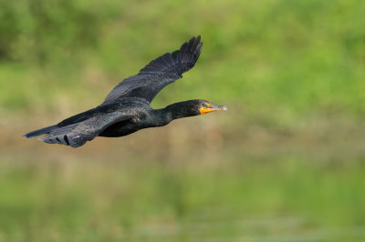 Cormoran à aigrettes -- Double-crested cormoran