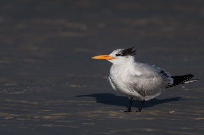 Sterne royale -- Royal tern