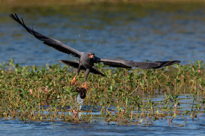 Milan des marais -- Snail kite