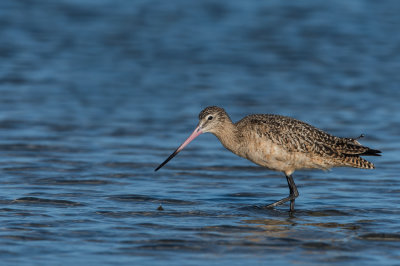 Barge marbre -- Marbled Godwit