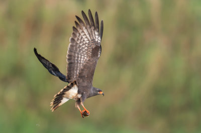 Milan des marais -- Snail kite