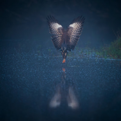 Milan des marais -- Snail kite