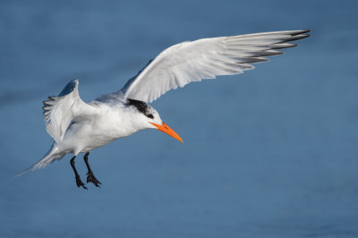 Sterne royale -- Royal tern