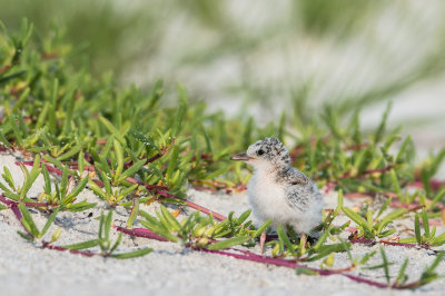 Petite sterne -- Least Tern