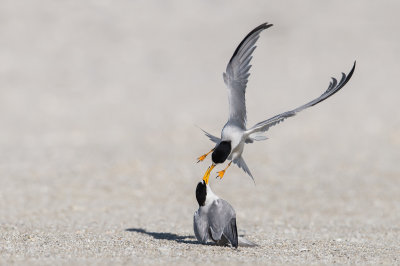 Petite sterne -- Least Tern