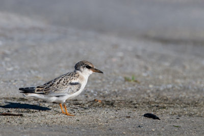 Petite sterne -- Least Tern