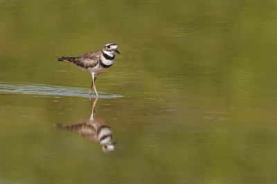 Pluvier kildir -- Killdeer