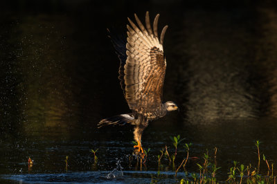 Milan des marais -- Snail kite