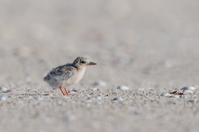 Petite sterne -- Least Tern