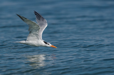 Sterne royale -- Royal tern