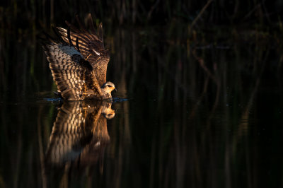Milan des marais -- Snail kite