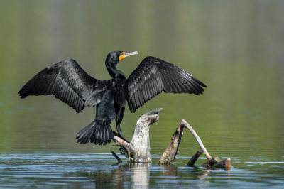 Cormoran à aigrettes -- Double-crested cormoran