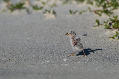 Petite sterne -- Least Tern