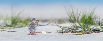Petite sterne -- Least Tern