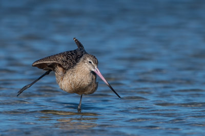 Barge marbre -- Marbled Godwit