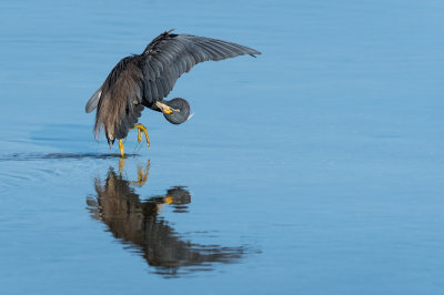 Aigrette tricolore -- Tricolored Heron