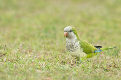 Conure veuve (Floride) -- Monk parakeet(Florida)