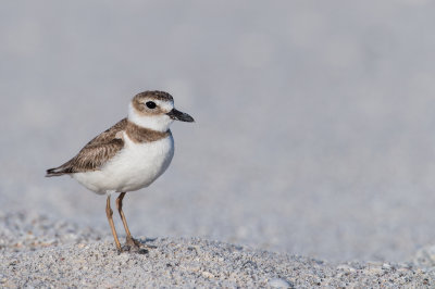 Pluvier de Wilson -- Wilson's Plover