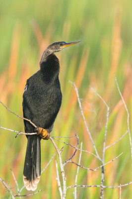 Anhinga d'Amérique -- Anhinga