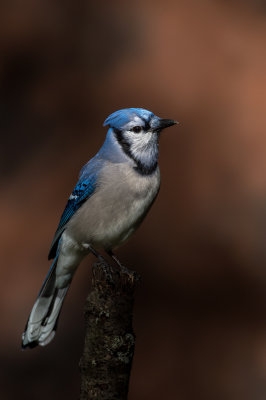 Geai bleu -- Blue Jay