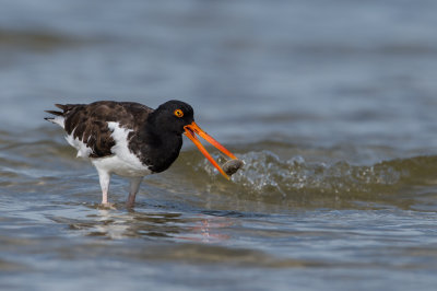 Hutrier d'Amrique -- American Oystercatcher