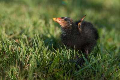 Gallinule poule d'eau -- Common Moorhen